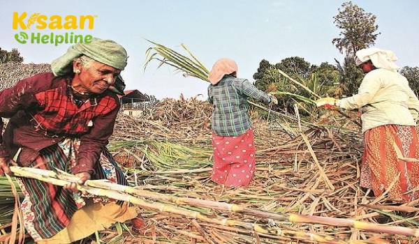 कैबिनेट ने 2020-21 के लिए गन्ना एफआरपी में 10 रुपये की वृद्धि की 285 रुपये प्रति क्यूटीएल मंजुरी किया